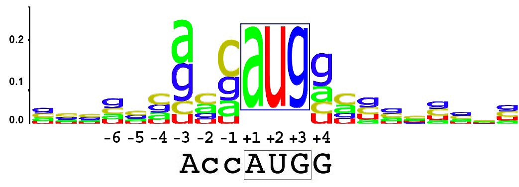 kozak sequence logo