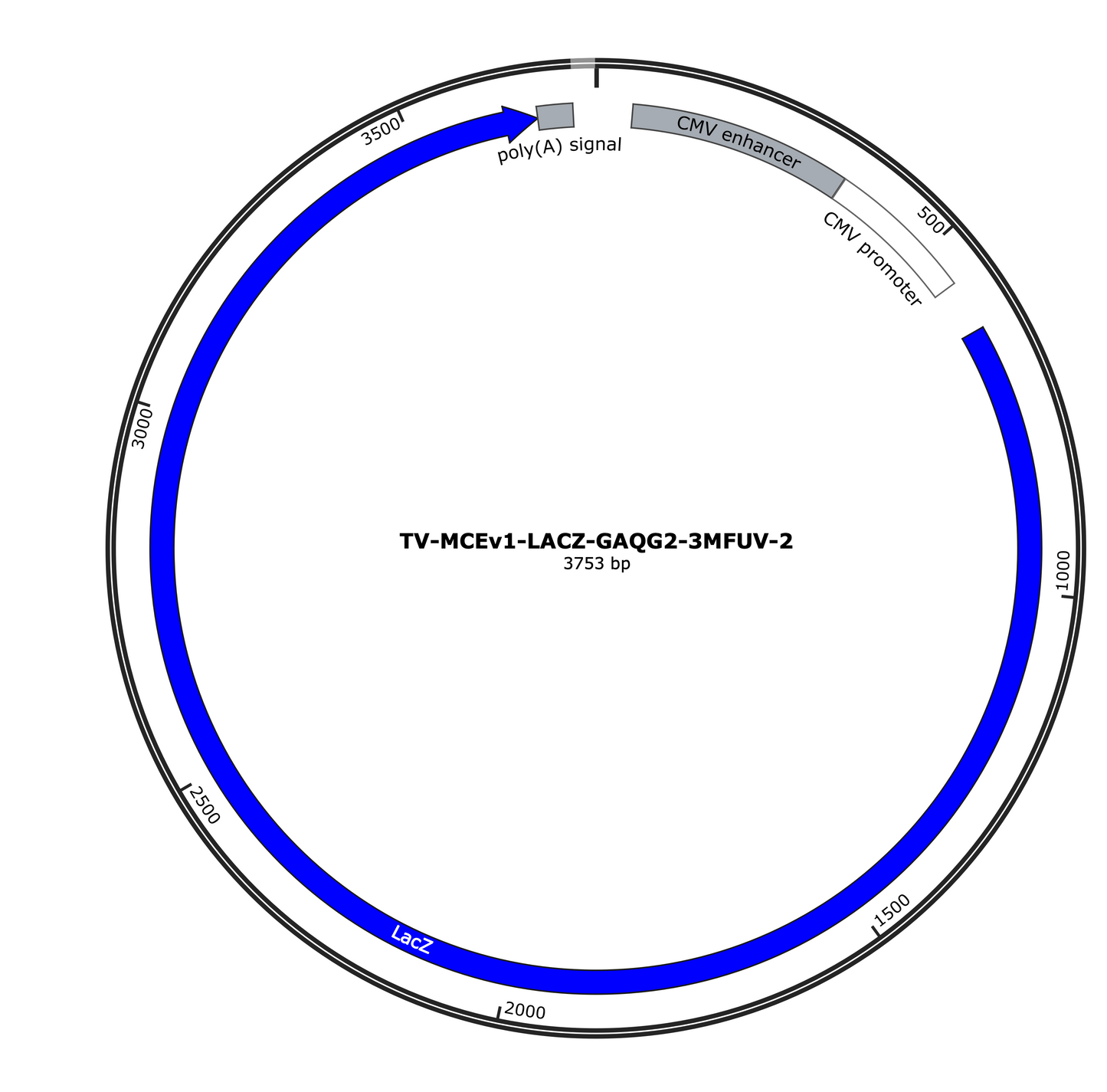 CMV-Lac Z