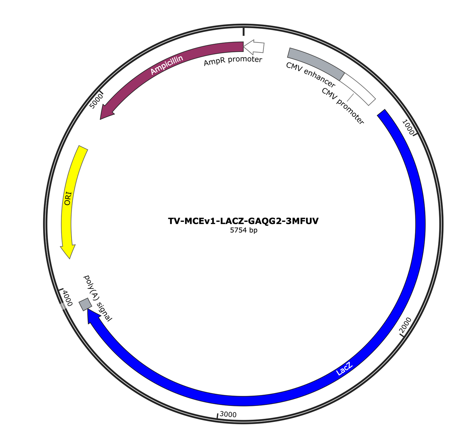 CMV-Lac Z