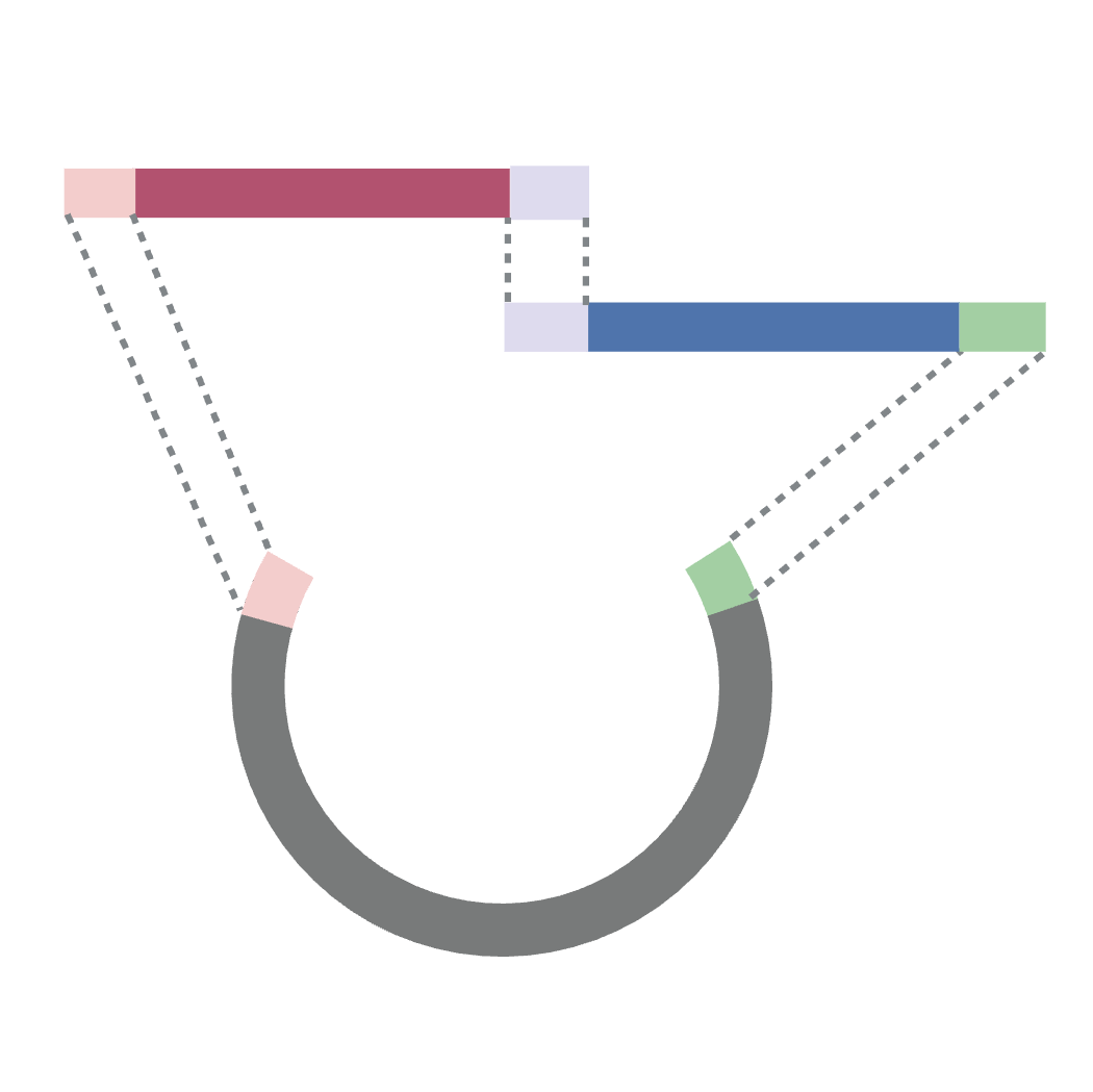 Whole Plasmid Synthesis